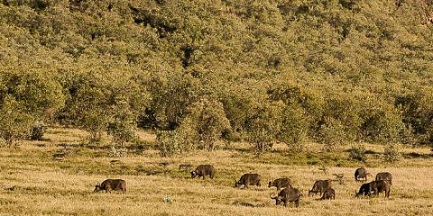 7-Day Amboseli/Nakuru/Naivasha/Amboseli Budget Safari