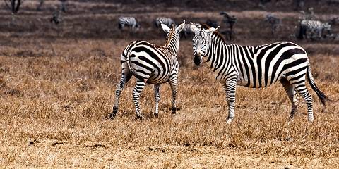 5-Day Luxurious Mara, Nakuru, Naivasha & Hells Gate Tour