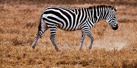 5-Day Amboseli to Naivasha, Nakuru and Masai Mara