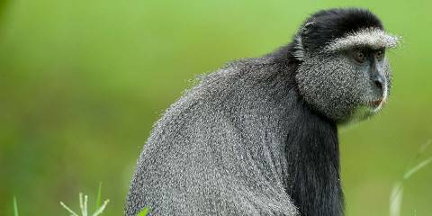 Luxury Safari Experience- Naivasha, L Nakuru& Mara