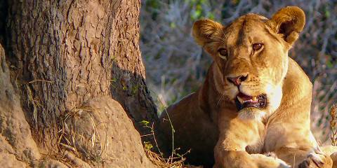 1-Day Epic Safari Adventure from Mombasa to Tsavo East