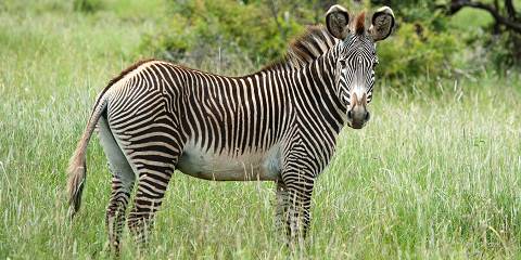 Amboseli Wildlife Adventure