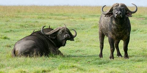 ½-Day Nairobi National Park Excursions