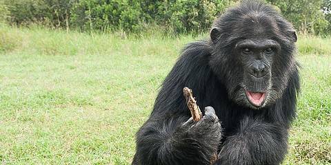 6-Day Ol Pejeta & Lake Naivasha Safari & Mara