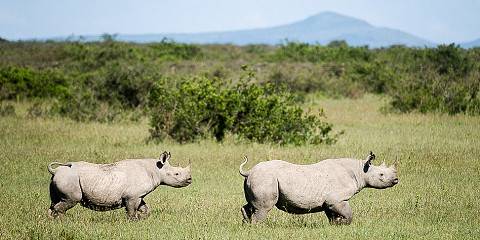 Amboseli, Naivasha & Mara Mid-Range Safari Tour