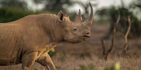5-Day Adventurous Amboseli Safari to Diani Beach Holiday