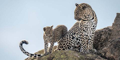 4-Day Luxury Family Safari in Maasai Mara