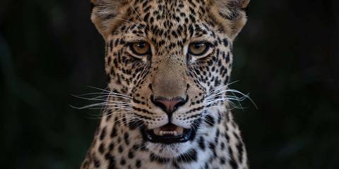 5-Day Laikipia Safari - Black Leopard/Panther Experience