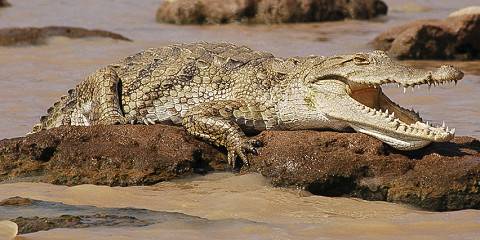 4-Day Of the Wild Waters of Nakuru Bogoria and Baringo