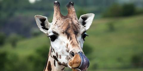 7-Day Kenya Highlights Safari