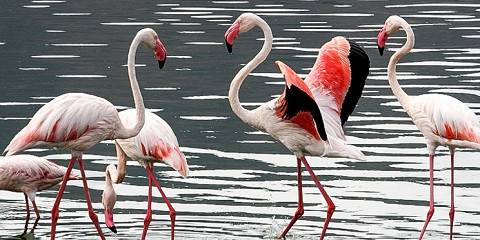 9-Day Classic Kenya Safari & Diani Beach Retreat