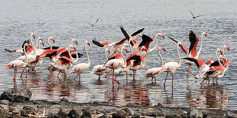 Explore Masai Mara and Lake Nakuru Group Joining