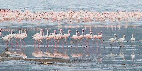 5-Day Lake Nakuru-Mara NP Luxurious Safari in 4x4 Jeep