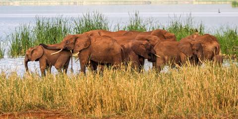 4-Day Tsavo East, Tsavo West and Amboseli Private Safari