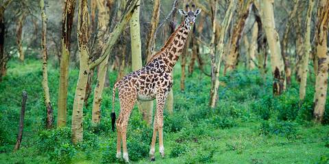2-Day Lake Naivasha and Lake Nakuru