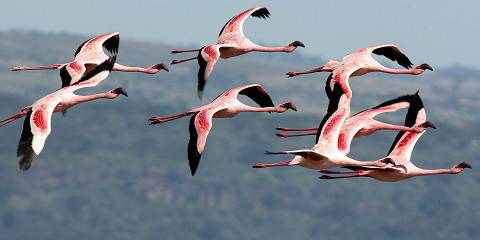 6-Day Kenya Wildlife & Rift Valley Lakes Safari