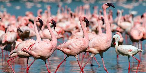 4-Day Maasai Mara, Lake Nakuru Budget Tour