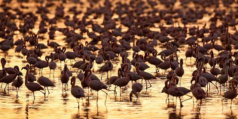 Kenya and Tanzania Safari Combined