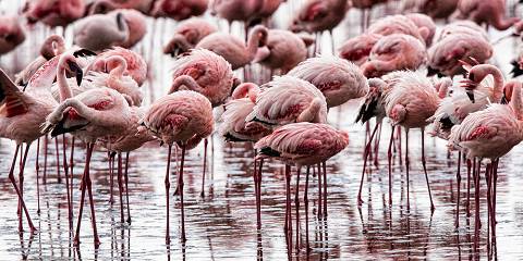 7-Day Sightseeing Tour in the Wild