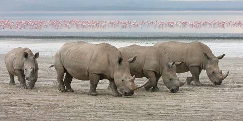 6-Day Roaring Kenya Best Safari( Mara, Nakuru, Amboseli)