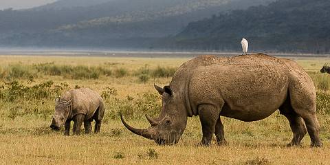 7-Day Classic Safari and Beach Holiday by Tour Van