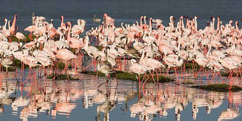 4-Day Budget Private Mara & Lake Nakuru Safari