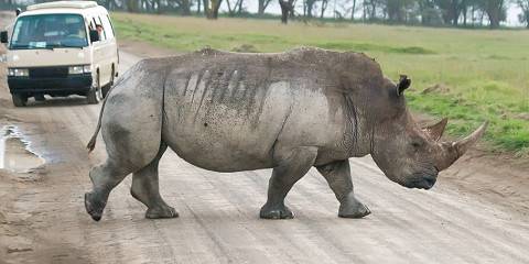 4-Day Kenya Safari, Lake Naivasha and Masai Mara Holiday