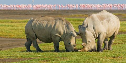 4-Day Masai Mara and Lake Nakuru Mid Range Accomodation