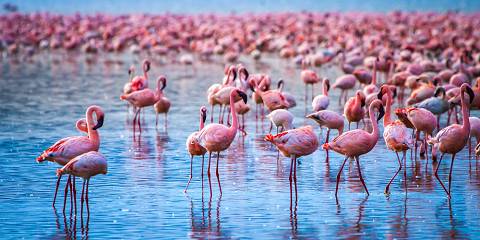 3-Day Lake Nakuru National Park & Lake Naivasha Tour
