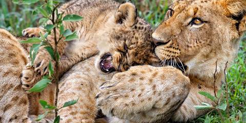3-Day The Great Mara Apex Adventure - Mid-Range