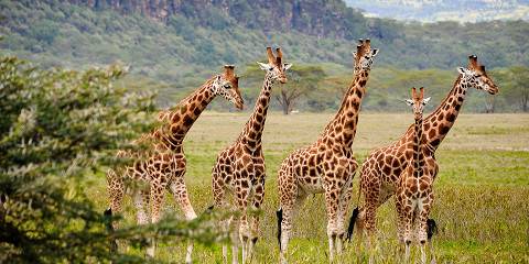 6-Day Ultimate Southern Kenya Wildlife & Scenic Safari