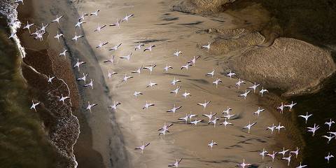 4-Day Masai Mara-Lake Nakuru-Lake Naivasha-Nairobi Tour