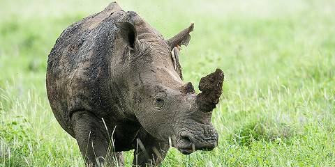 4-Day Flying Honeymoon or Anniversary Lewa Conservancy