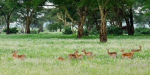 1-Day Kiambethu Tea Farm Tour