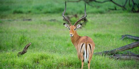 5-Day Tsavo East and Tsavo West Big Five Wildlife Safari