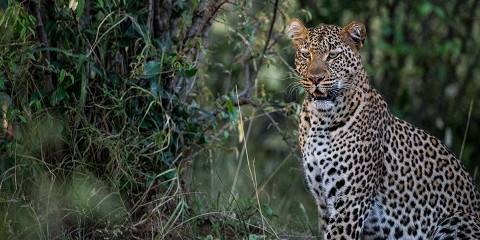 4-Day Samburu, Buffalo Springs and Ol Pejeta