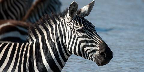 Adventurous Group Joining Budget Safari