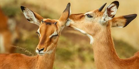 6-Day Kenya Luxury Tour