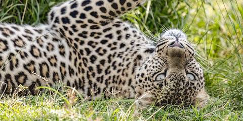 4-Day Maasai Mara Safari & Balloon Safari