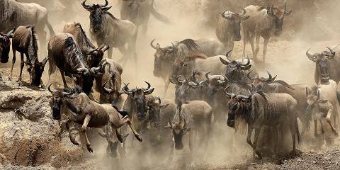 Masai Mara Full Board Package with 4x4 Game Drives