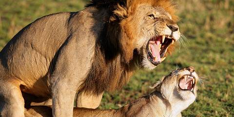 6-Day Amboseli NP, L Naivasha & Masai Mara Budget Tour