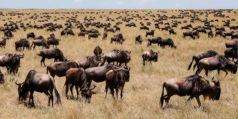 3-Day In the Mara Wilderness