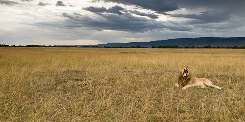 5-Day Mara Special Photography Safari