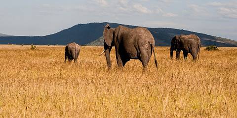 6-Day Fly Amboseli & Masai Mara Safari