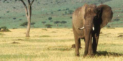 2-Day Luxury Maasai Mara & Hot Air Balloon Safari