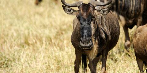 7-Day Family Friendly Midrangesafari for Serenity Lovers