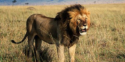 1-Day Full Day Guided Nairobi City Tour