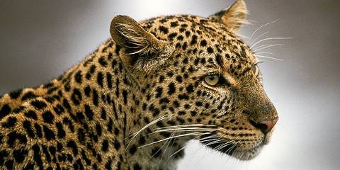 4-Day Masai Mara Adventure Par Excellence