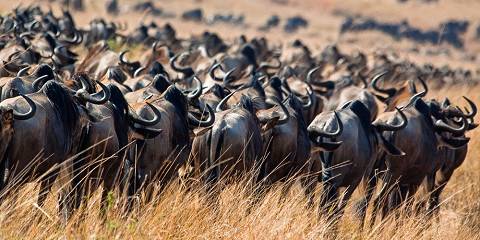4-Day Masai Mara Mid-Range Wildlife & Cultural Safari