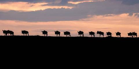 4-Day Masai Mara National Reserve & Lake Naivasha Safari
